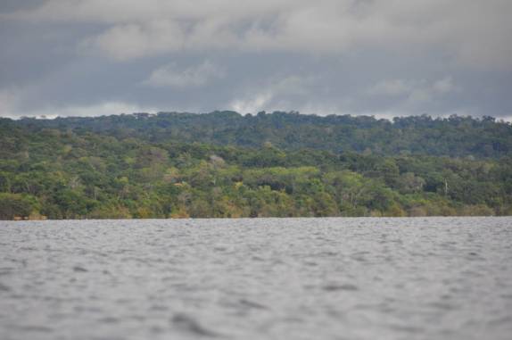 Floresta em Pindobal, praia próxima à Alter do Chão - PA